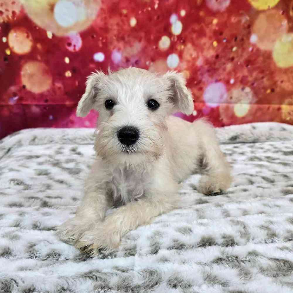 Male Mini Schnauzer Puppy for Sale in Virginia Beach, VA