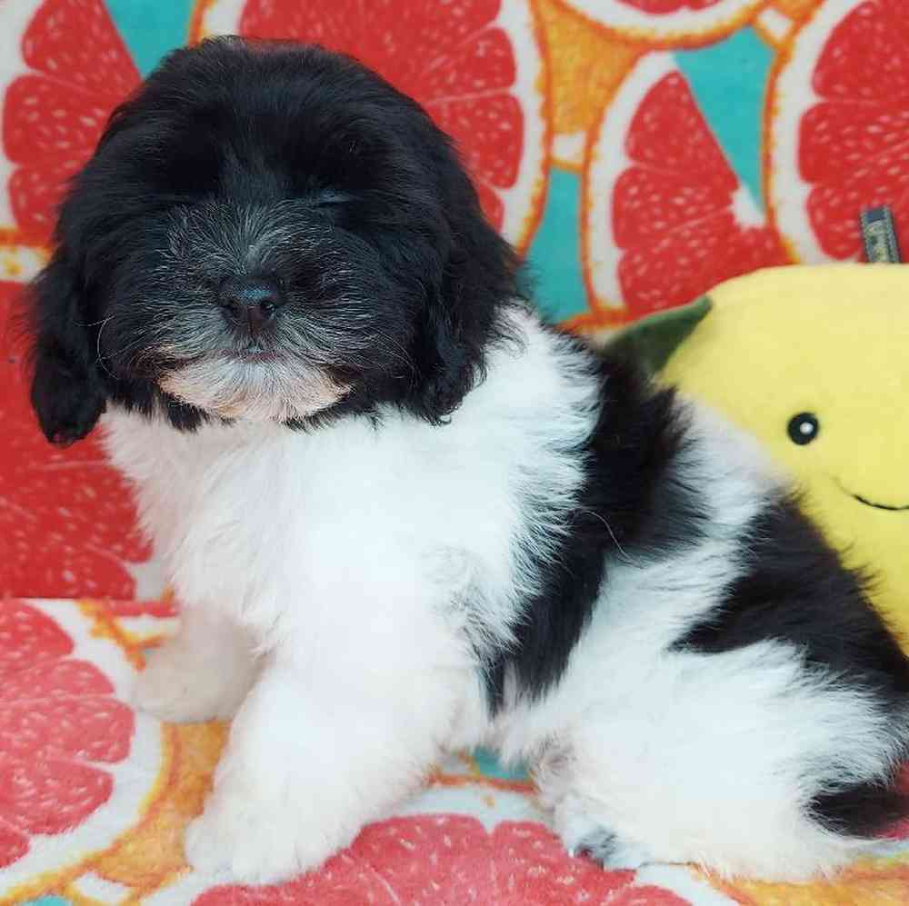 Male Havapoo Puppy for sale