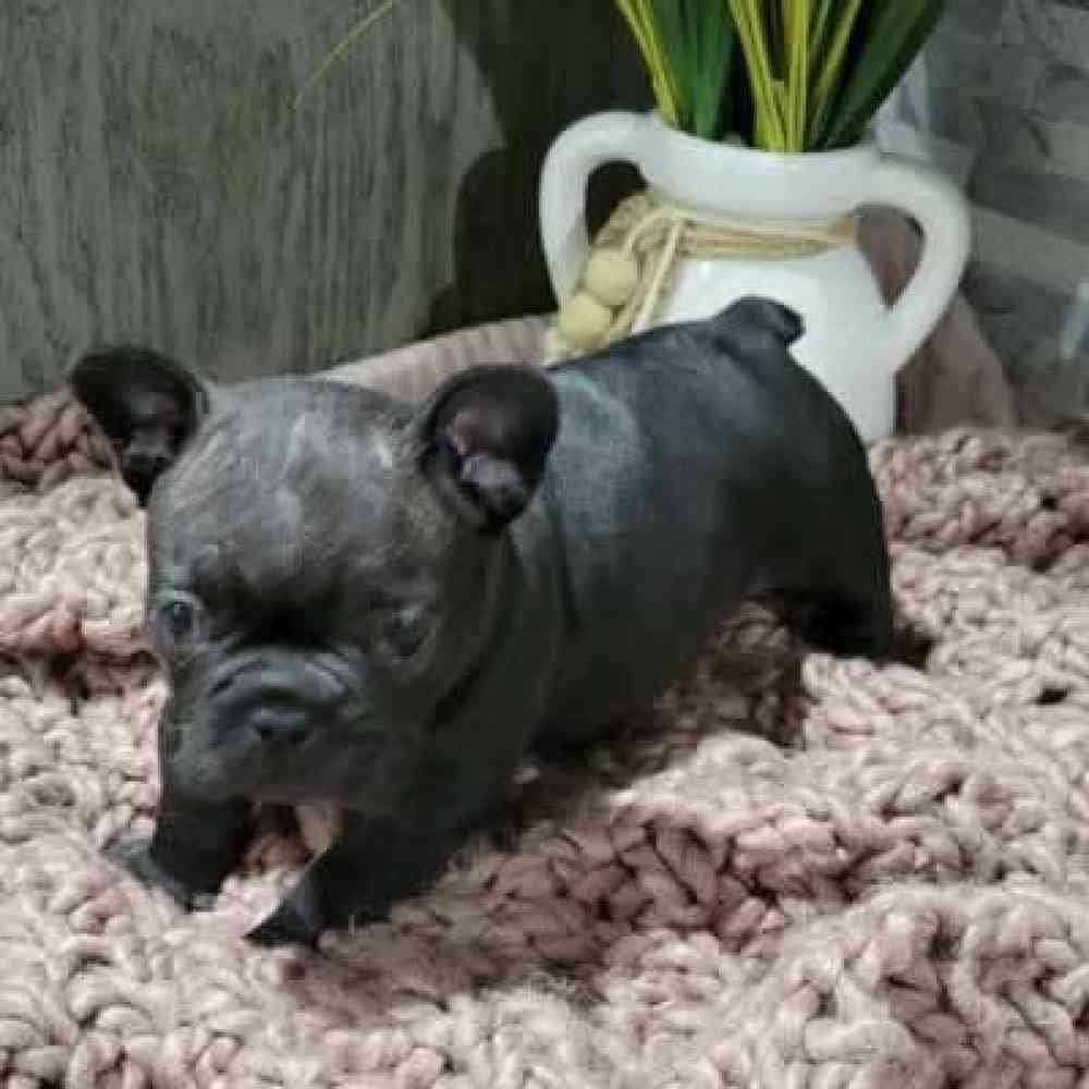 Female French Bulldog Puppy for Sale in Virginia Beach, VA