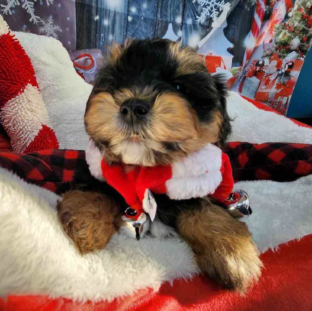 Male Morkie Puppy for Sale in Virginia Beach, VA