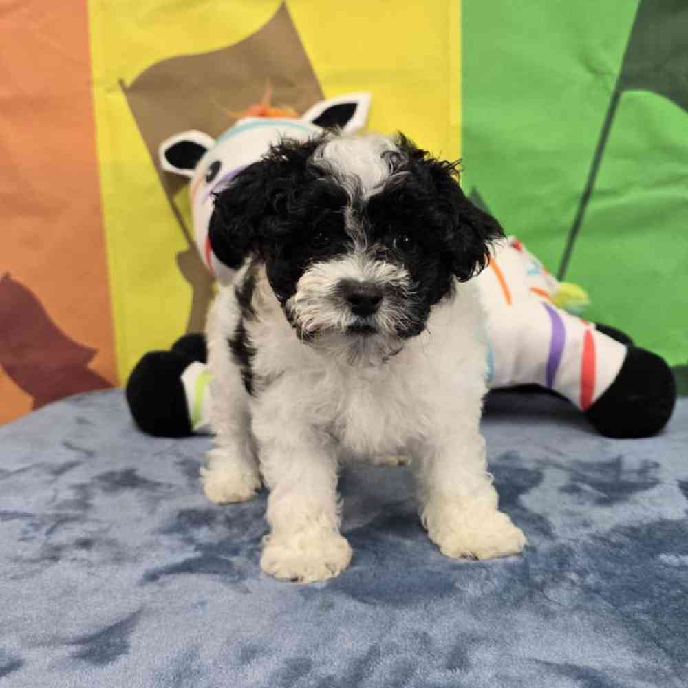 Male Maltipoo Puppy for Sale in Virginia Beach, VA