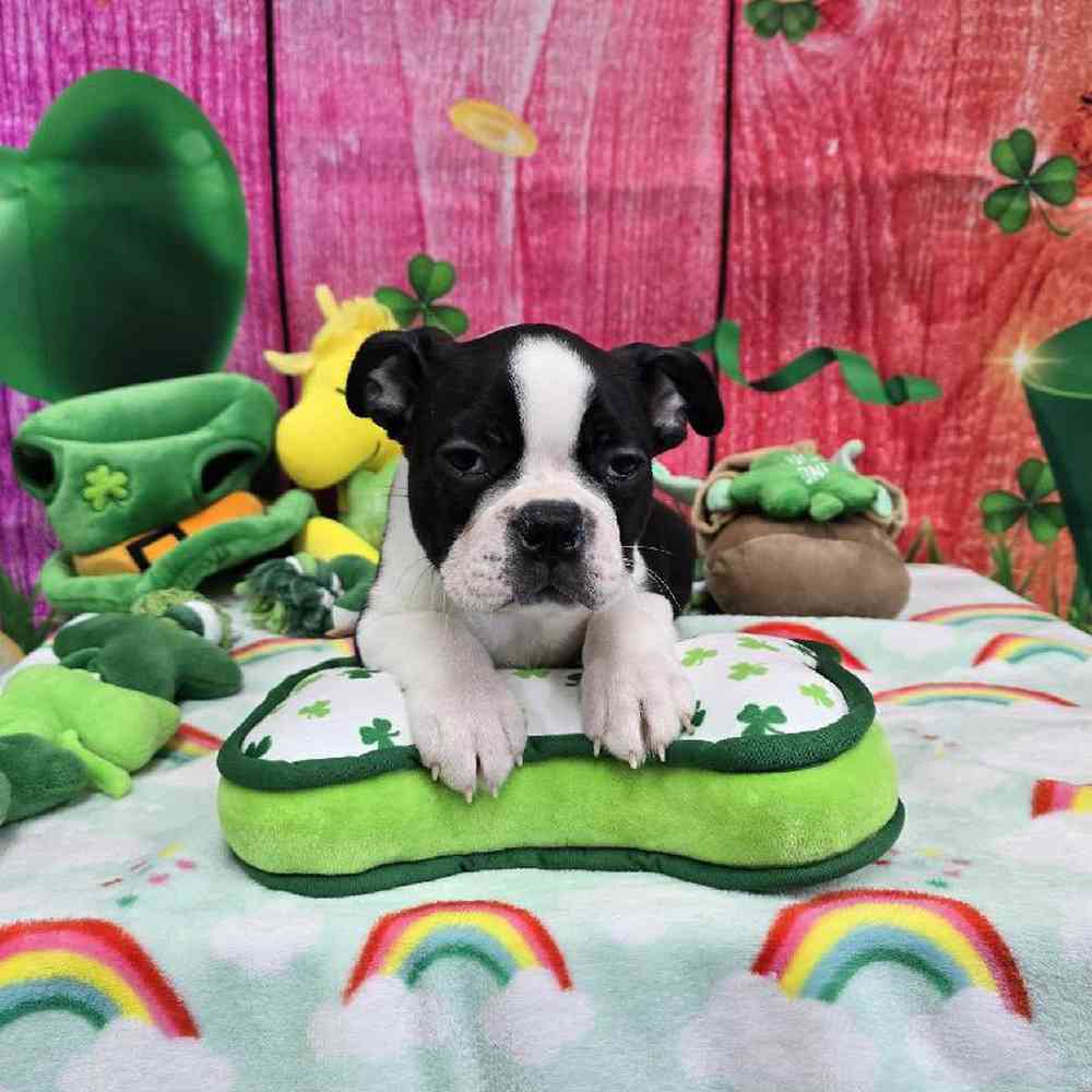 Male Boston Terrier Puppy for Sale in Virginia Beach, VA