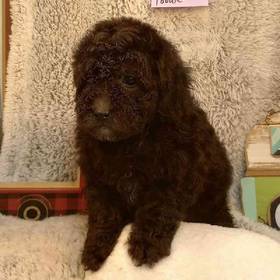Mini Poodle