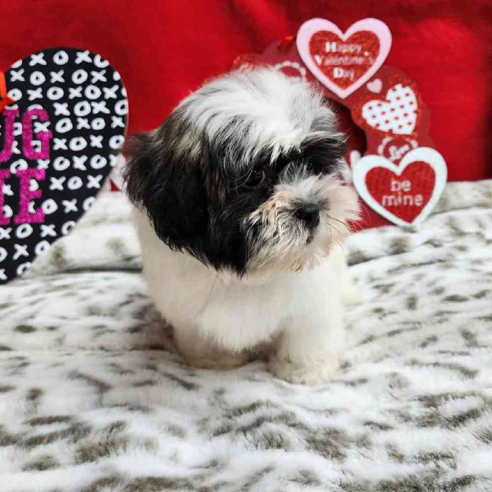 Male Shih Tzu Puppy for Sale in Virginia Beach, VA