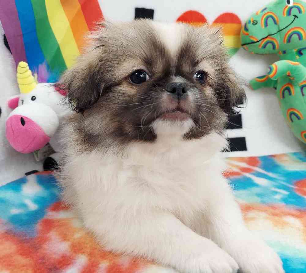 Male Pekingese Puppy for sale