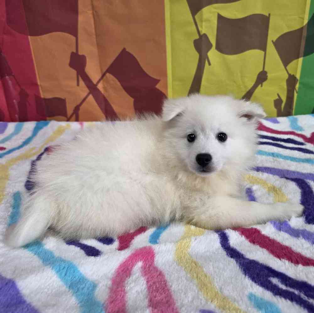 Male American Eskimo Puppy for Sale in Virginia Beach, VA