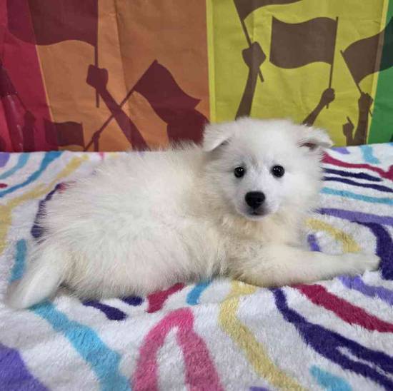 American Eskimo