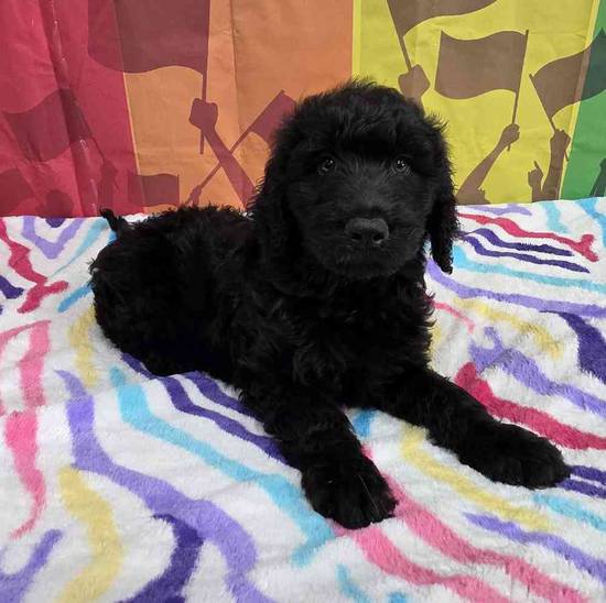 Goldendoodle