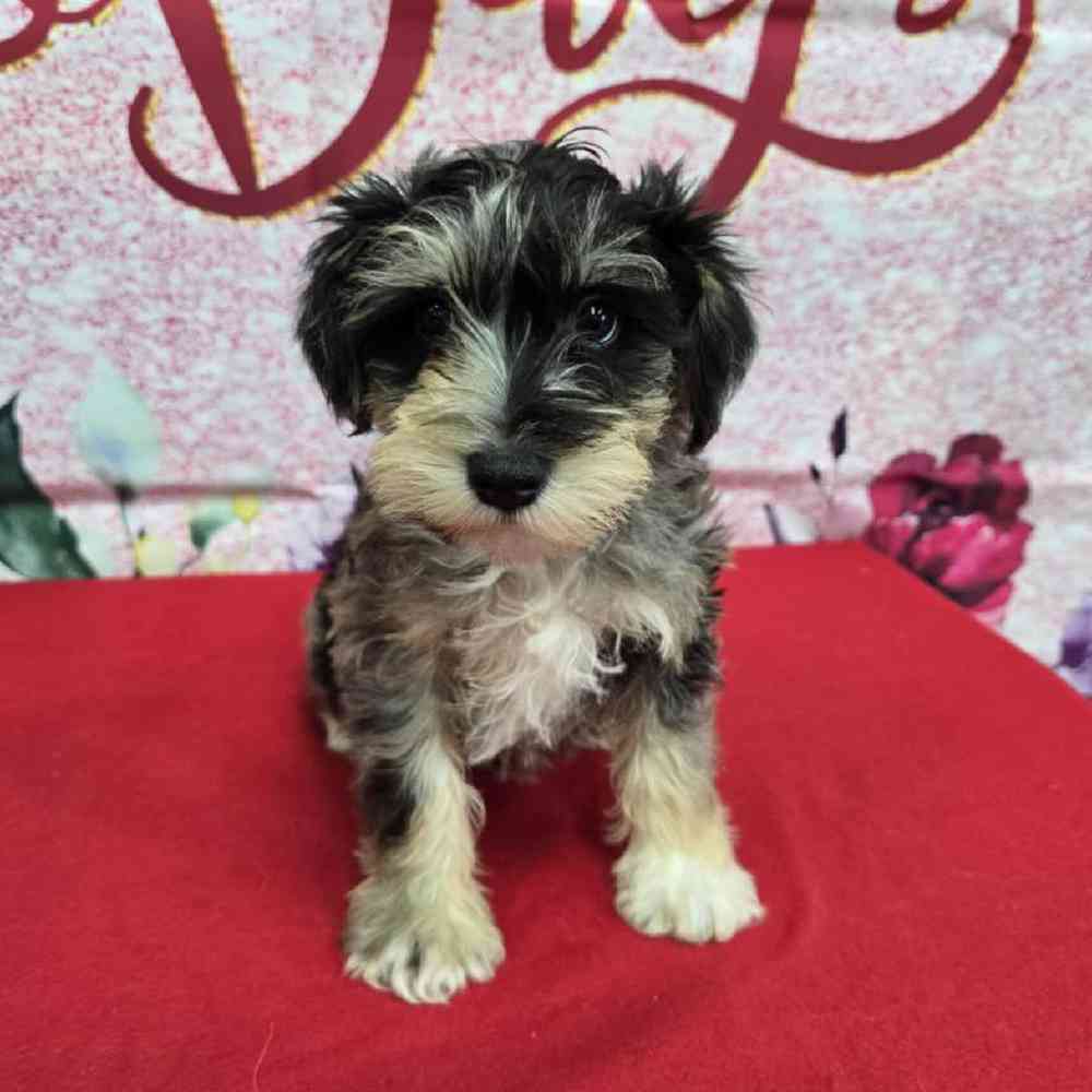 Male Mini Schnauzer Puppy for Sale in Virginia Beach, VA