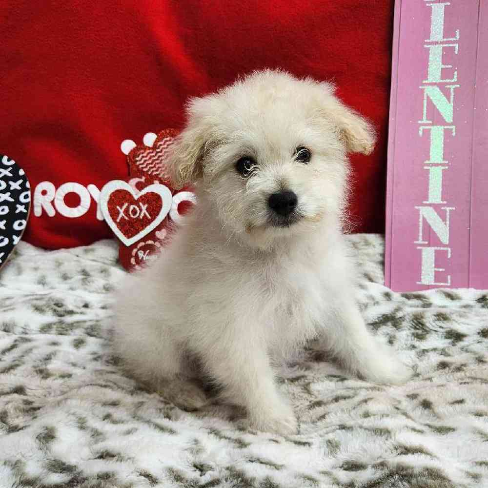 Male Pompoo Puppy for Sale in Virginia Beach, VA