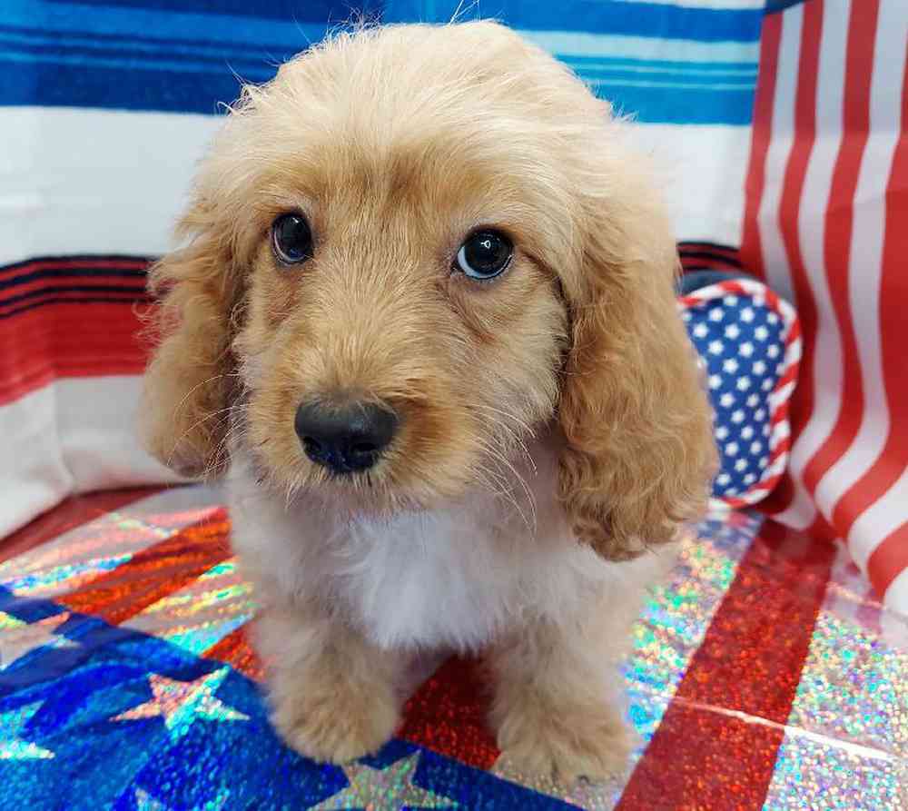 Male Cavapoo Puppy for sale