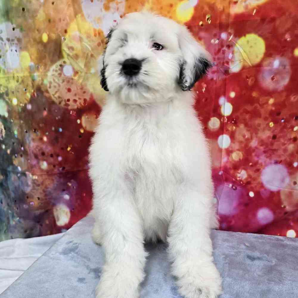 Male Portuguese Water Dog Puppy for Sale in Virginia Beach, VA