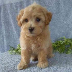 Maltipoo