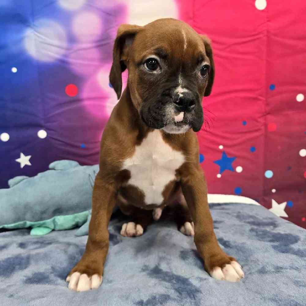 Male Boxer Puppy for Sale in Virginia Beach, VA