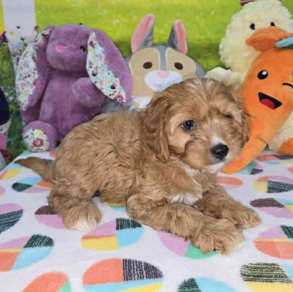 Female Cavapoo Puppy for Sale in Virginia Beach, VA