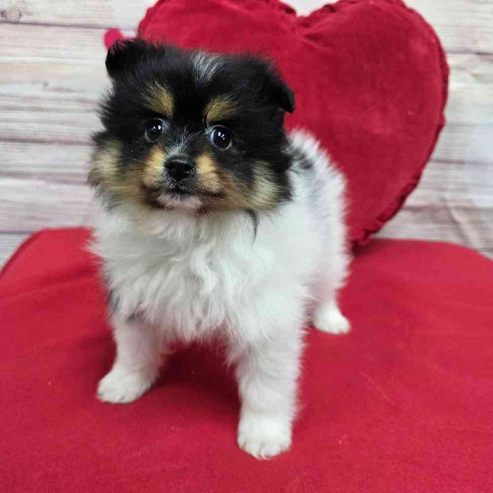 Female Pomeranian Puppy for Sale in Virginia Beach, VA