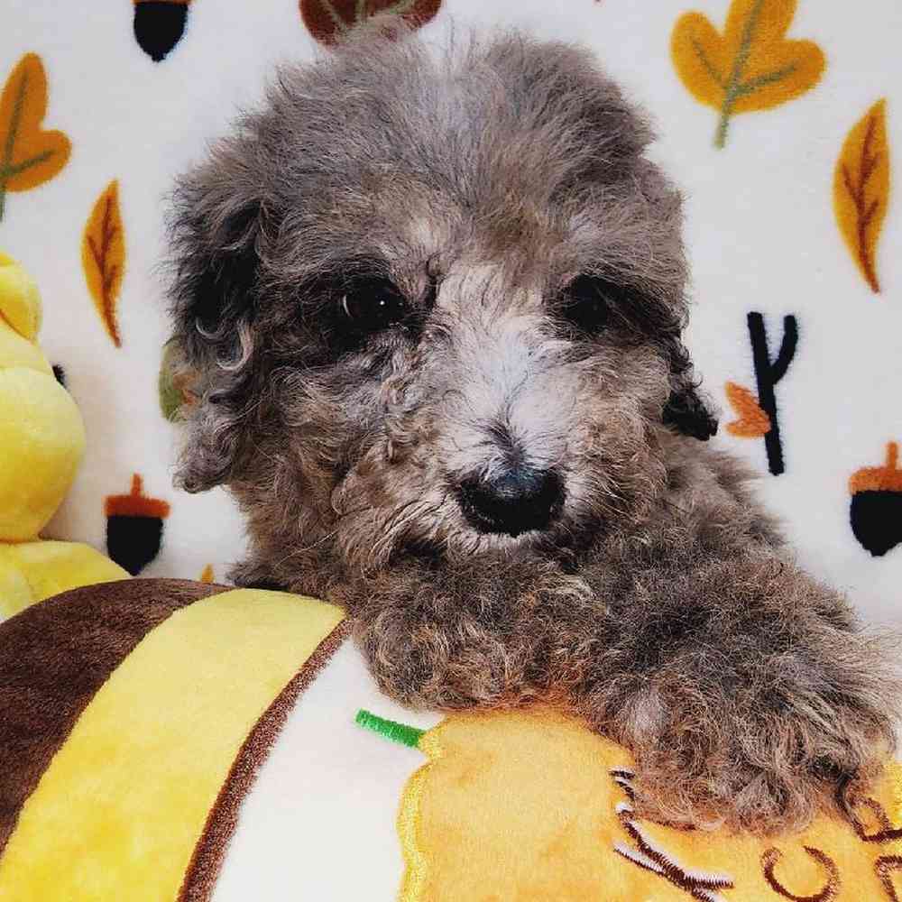 Male Mini Poodle Puppy for sale