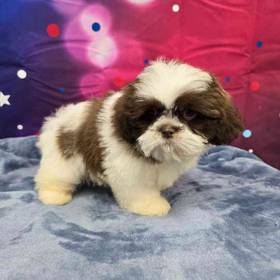 Shih Tzu