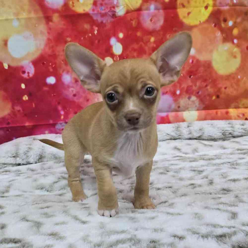 Female Chihuahua Puppy for Sale in Virginia Beach, VA
