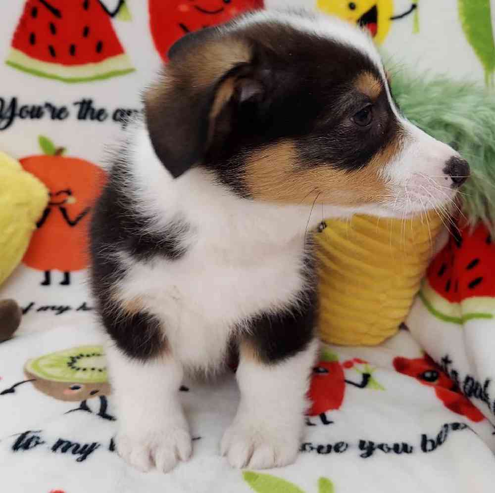 Male Pembroke Welsh Corgi Puppy for sale