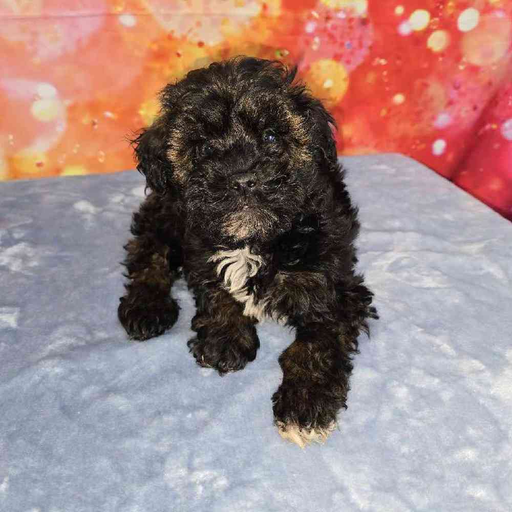 Female Schnoodle Puppy for Sale in Virginia Beach, VA