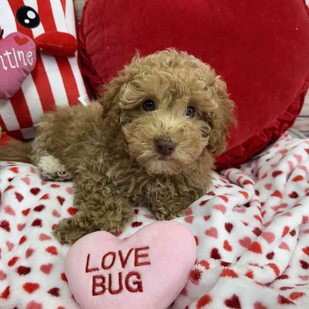 Male Maltipoo Puppy for Sale in Virginia Beach, VA