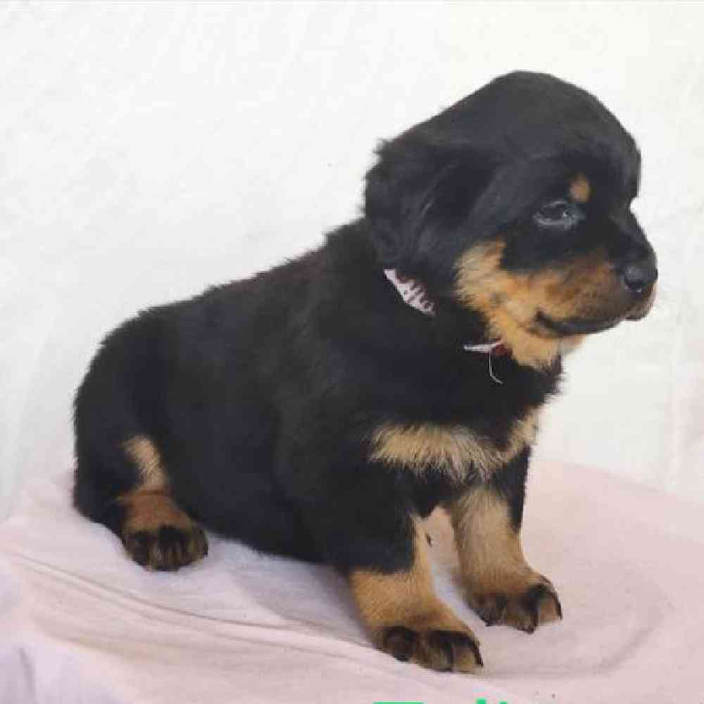 Female Rottweiler Puppy for sale