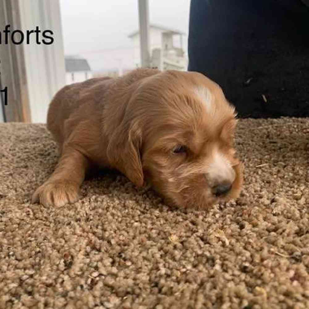 Female Comfort Retriever Puppy for sale