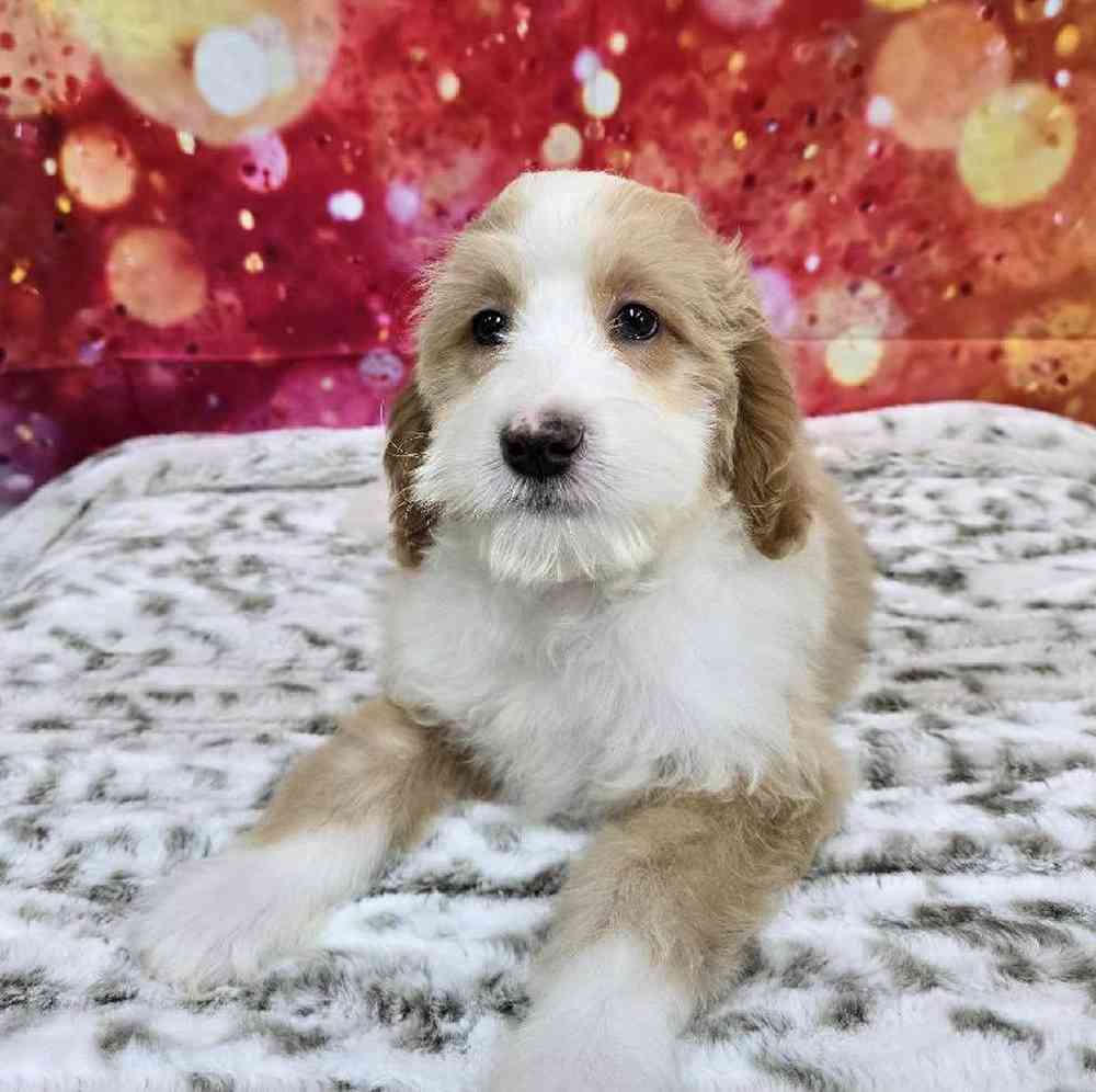 Male Mini Woodle Puppy for Sale in Virginia Beach, VA