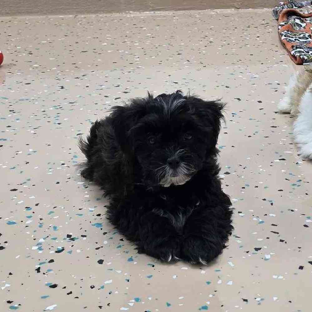 Male Shipoo Puppy for Sale in Virginia Beach, VA