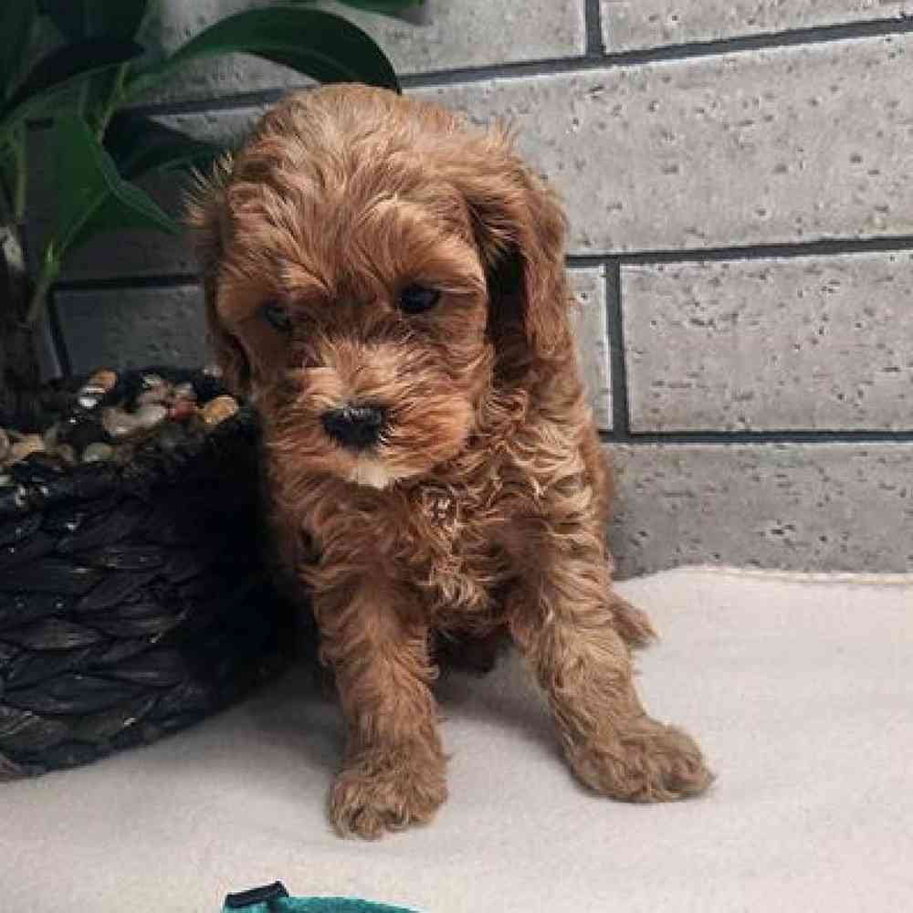 Female Cavapoo Puppy for Sale in Virginia Beach, VA