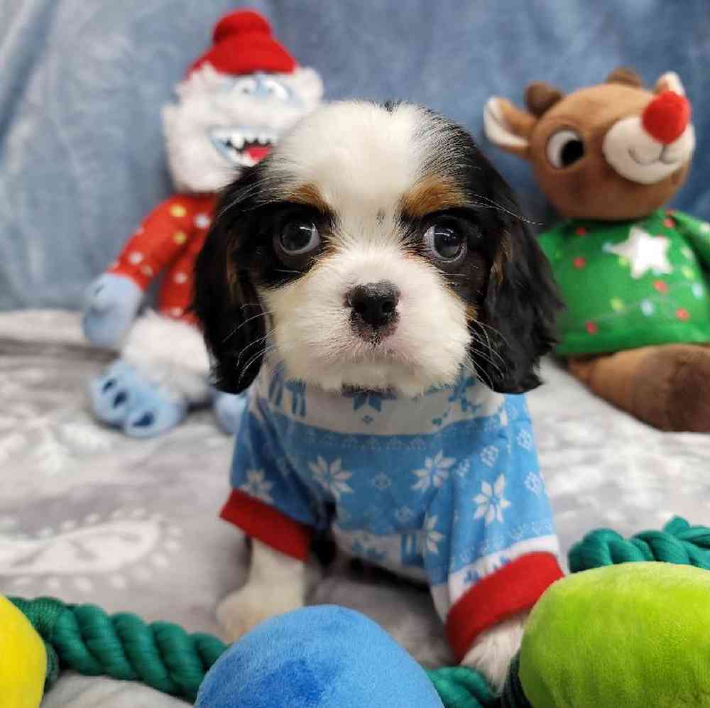 Male Cavalier King Charles Spaniel Puppy for Sale in Virginia Beach, VA