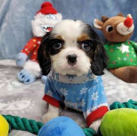 Cavalier King Charles Spaniel