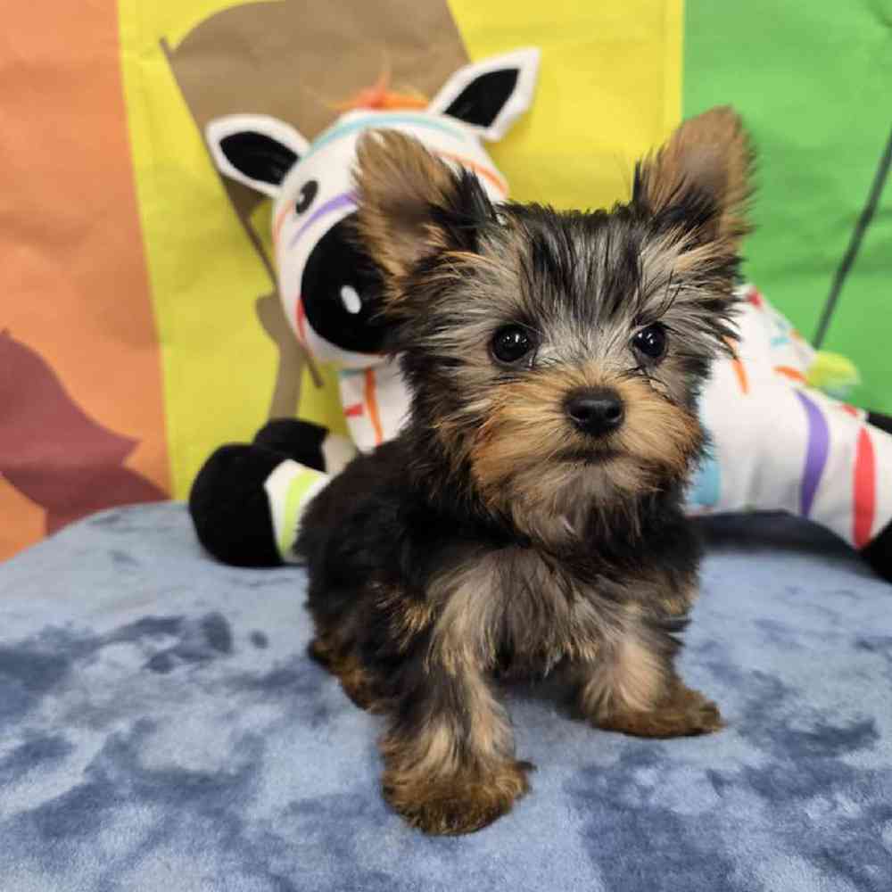 Male Yorkie Puppy for Sale in Virginia Beach, VA