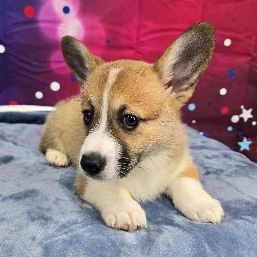 Female Pembroke Welsh Corgi Puppy for Sale in Virginia Beach, VA