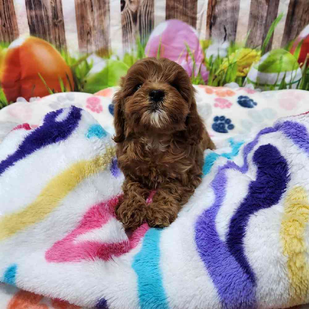 Female Cavapoo Puppy for Sale in Virginia Beach, VA