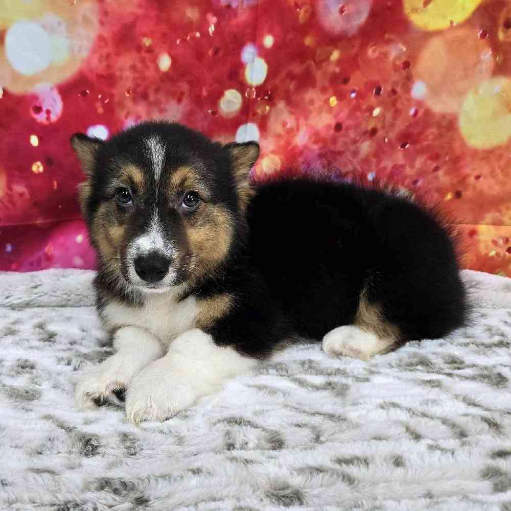 Male Pembroke Welsh Corgi Puppy for Sale in Virginia Beach, VA