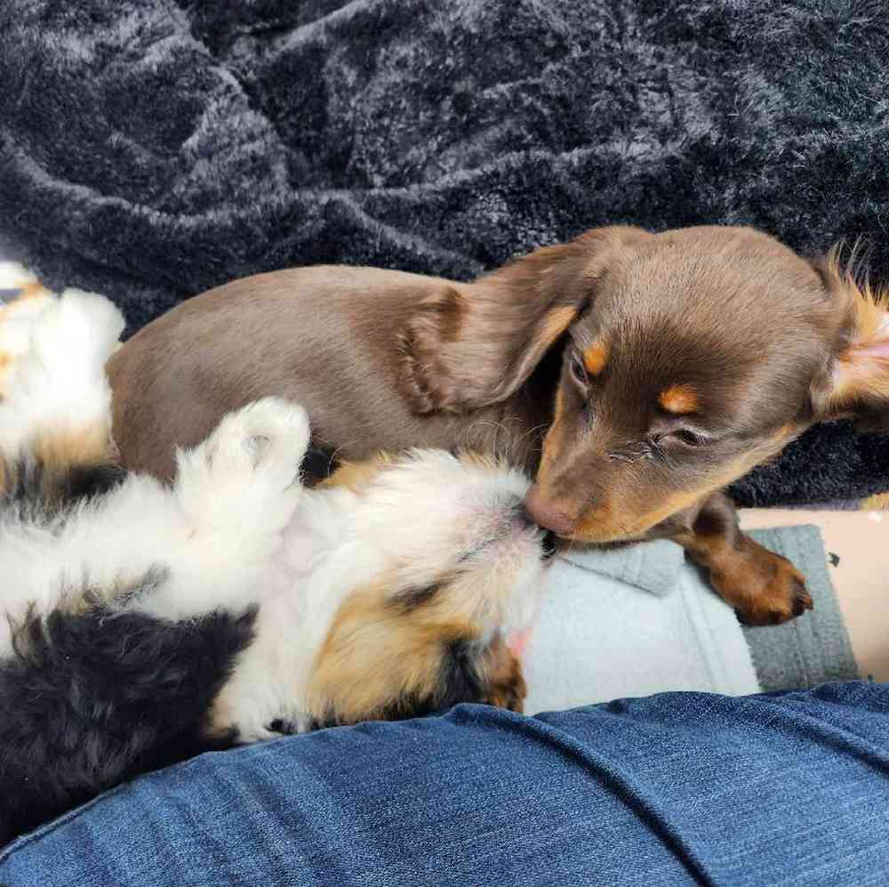 Female Dachshund Puppy for Sale in Virginia Beach, VA