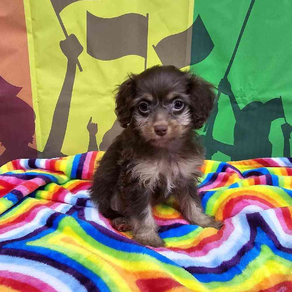 Female Cockapoo Puppy for Sale in Virginia Beach, VA