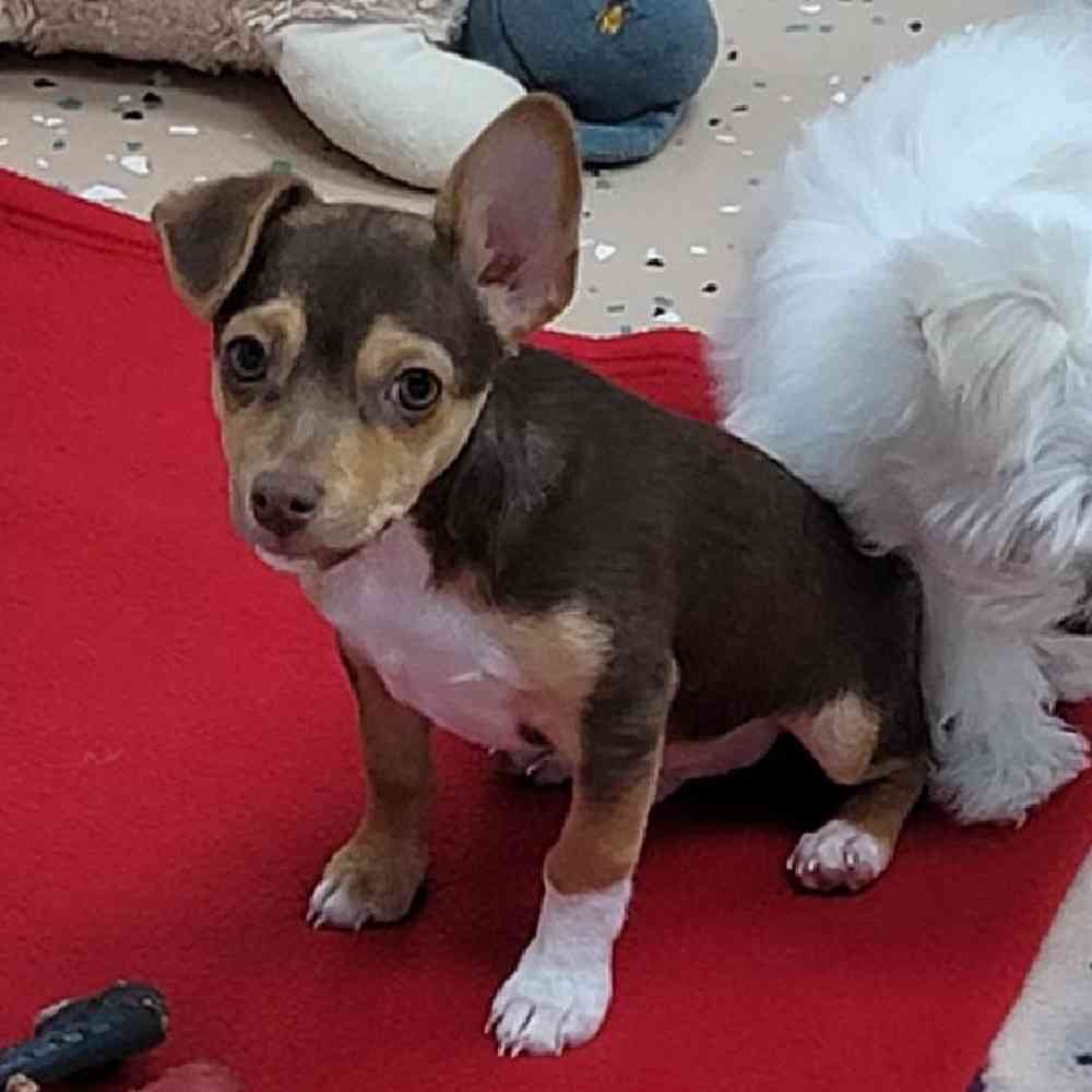 Male Rat-Chi Puppy for Sale in Virginia Beach, VA