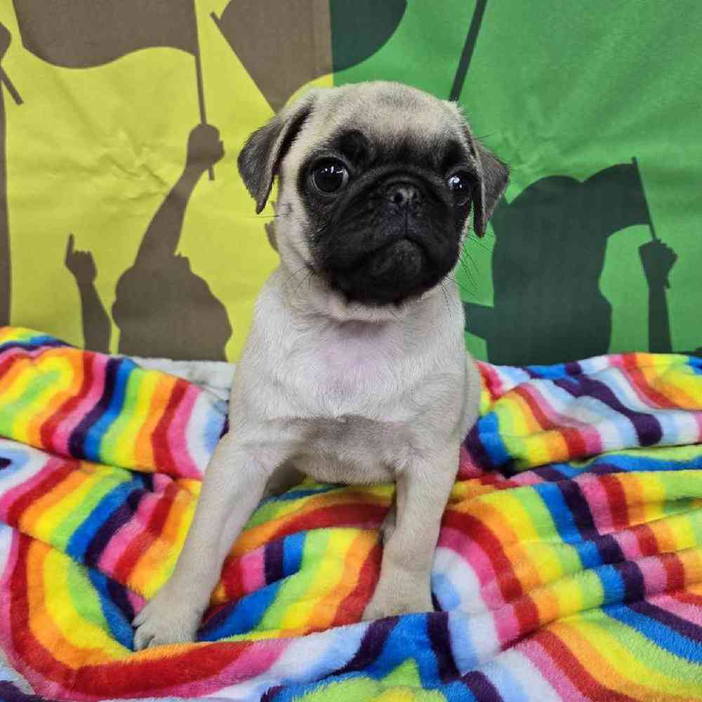 Female Pug Puppy for Sale in Virginia Beach, VA