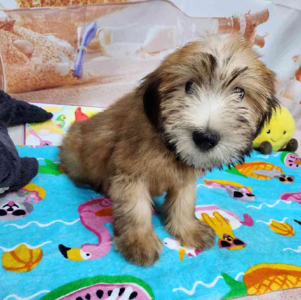 Female Soft Coated Wheaten Terrier Puppy for Sale in Virginia Beach, VA