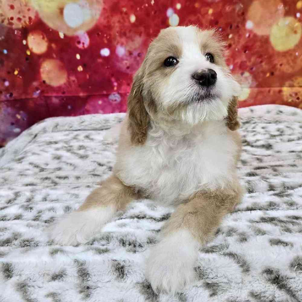 Male Mini Woodle Puppy for Sale in Virginia Beach, VA