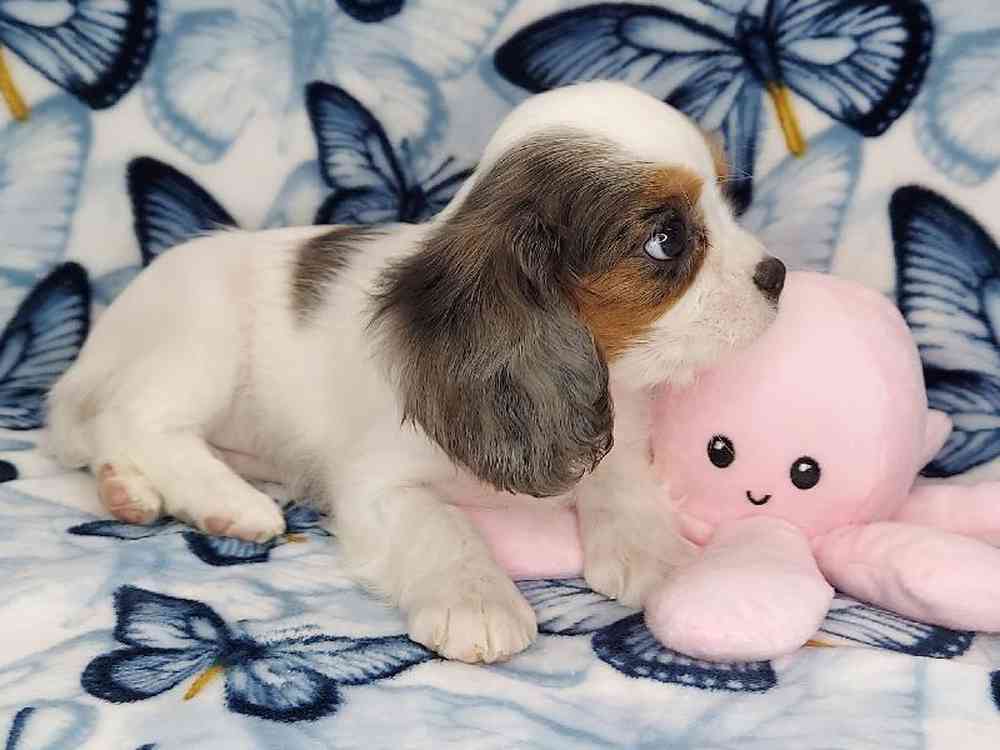 Female Cavalier King Charles Spaniel Puppy for sale