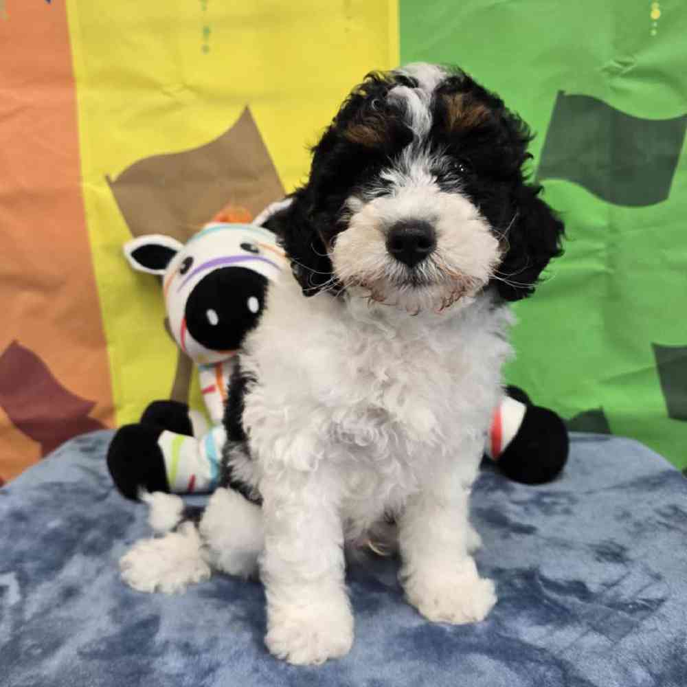 Male Mini Bernadoodle Puppy for Sale in Virginia Beach, VA