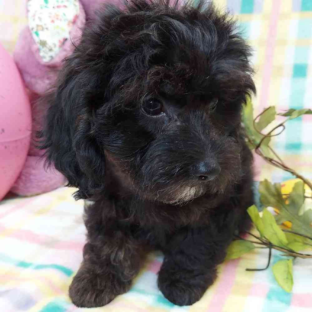 Male Dachshund-Cavalier King Charles Spaniel Puppy for sale
