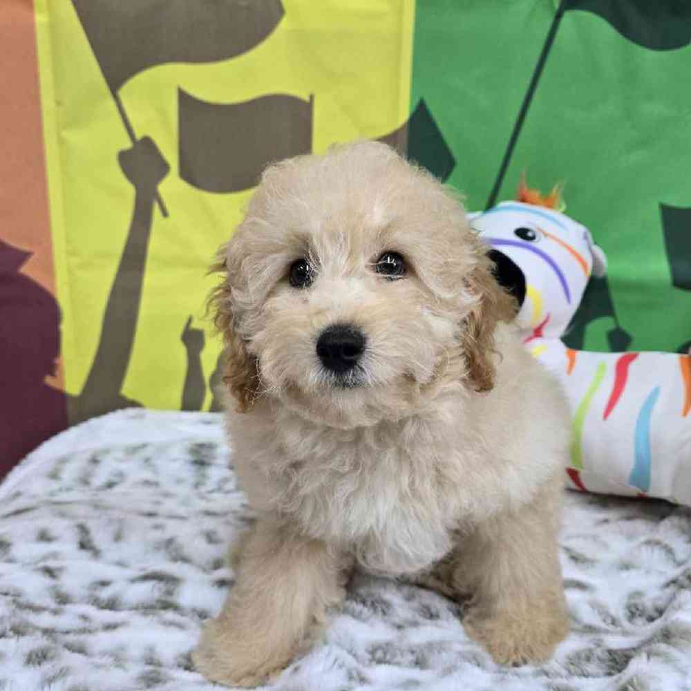 Male Mini Poodle Puppy for Sale in Virginia Beach, VA