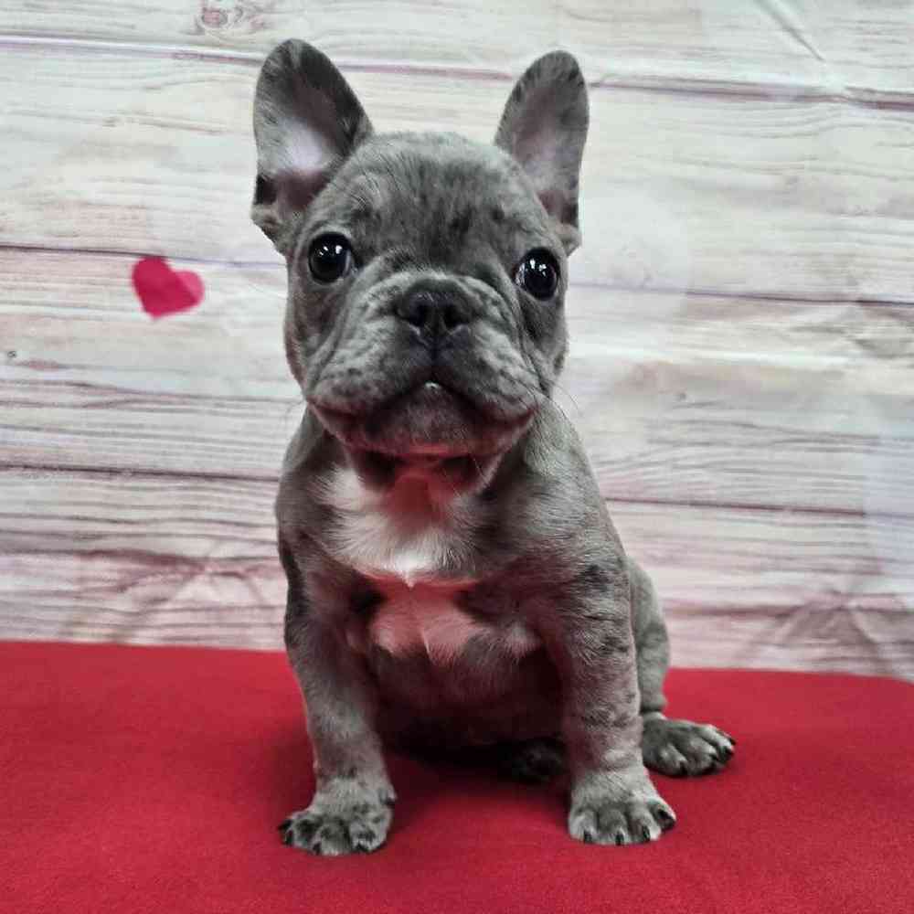 Male French Bulldog Puppy for Sale in Virginia Beach, VA