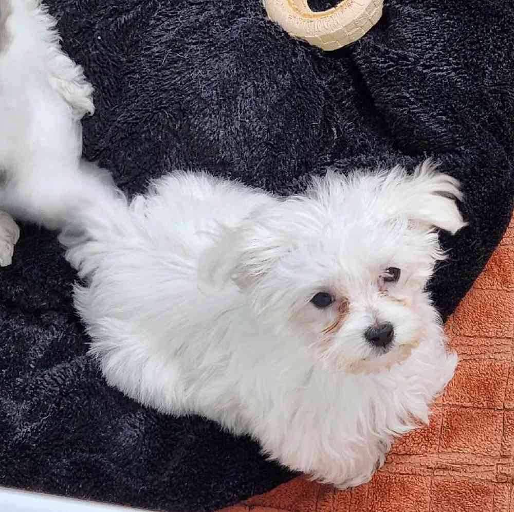 Female Maltese Puppy for Sale in Virginia Beach, VA