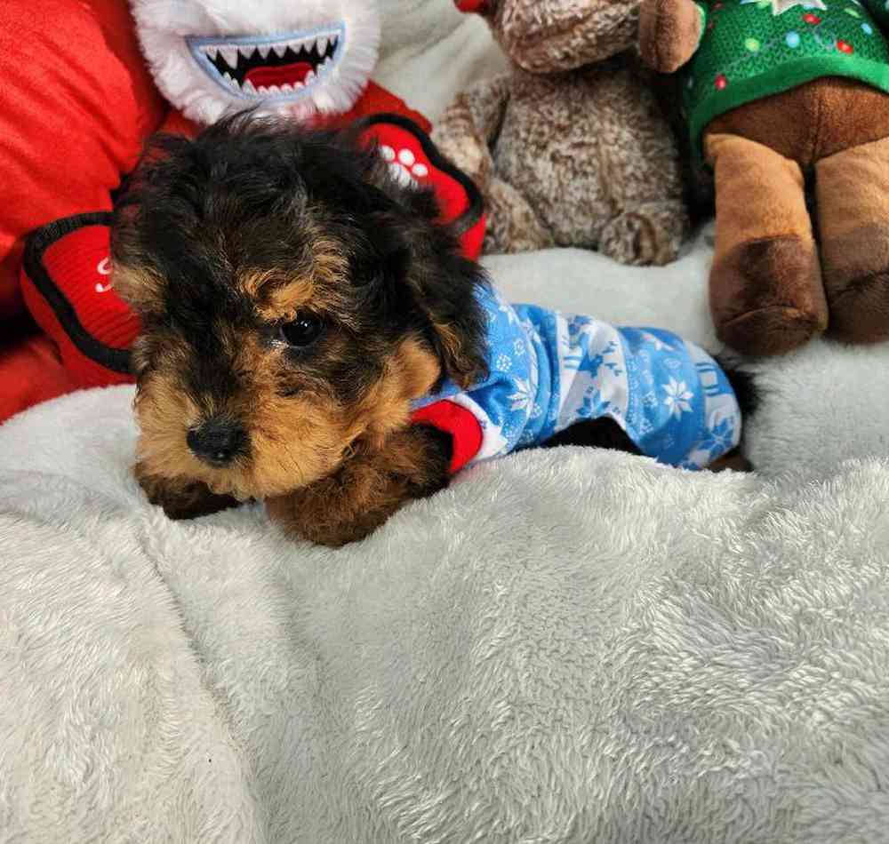 Male Yorkie-Poo Puppy for Sale in Virginia Beach, VA